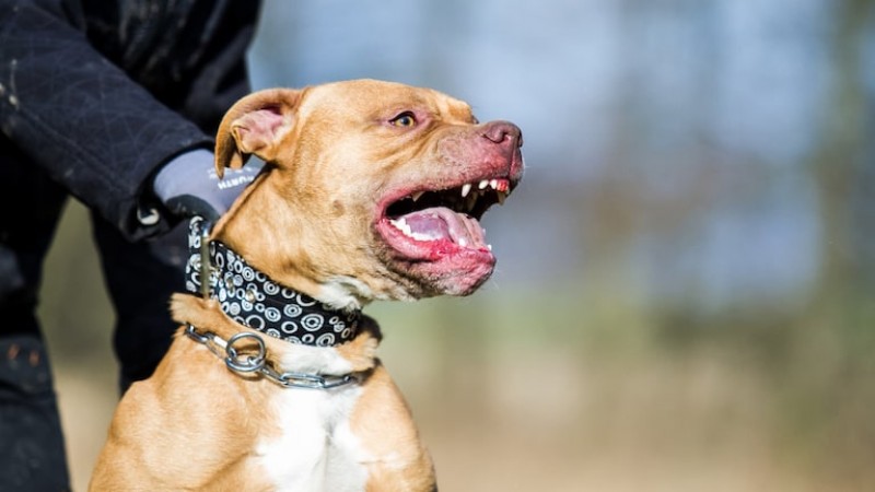 Trabajador atacado por pitbulls en Las Heras